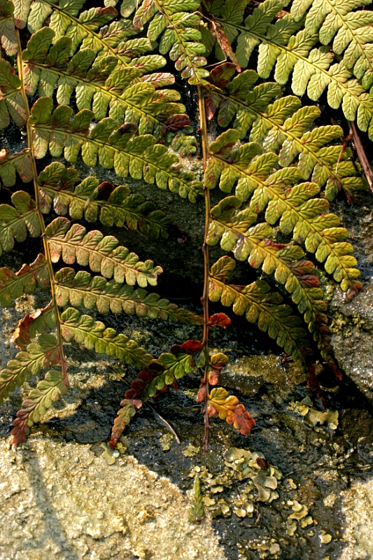 Ferns 2 